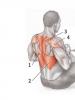 Ромбовидные - упражнения, особенности тренировки, анатомия